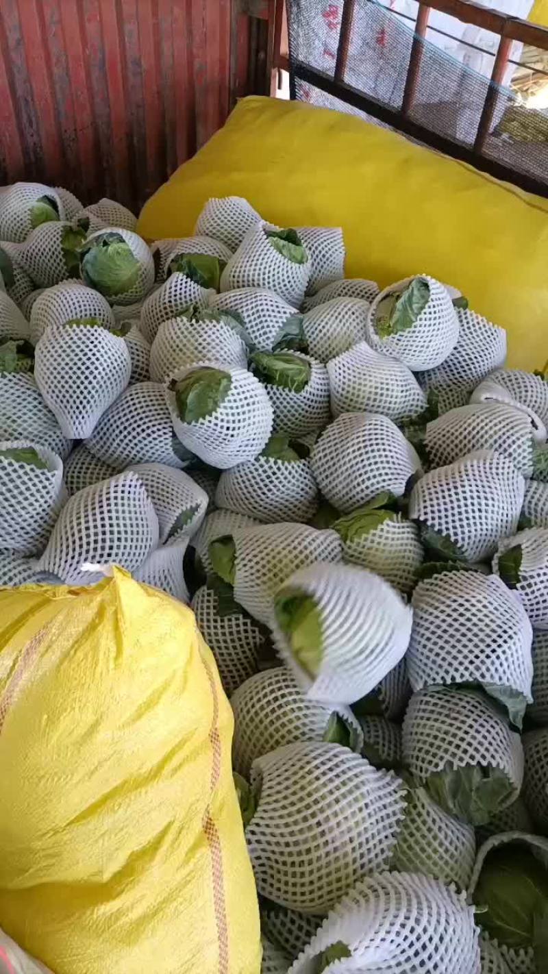 甘蓝精品甘蓝，