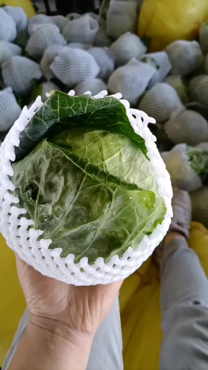 甘蓝精品甘蓝，