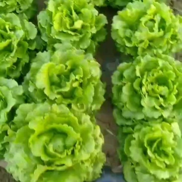 罗马生菜