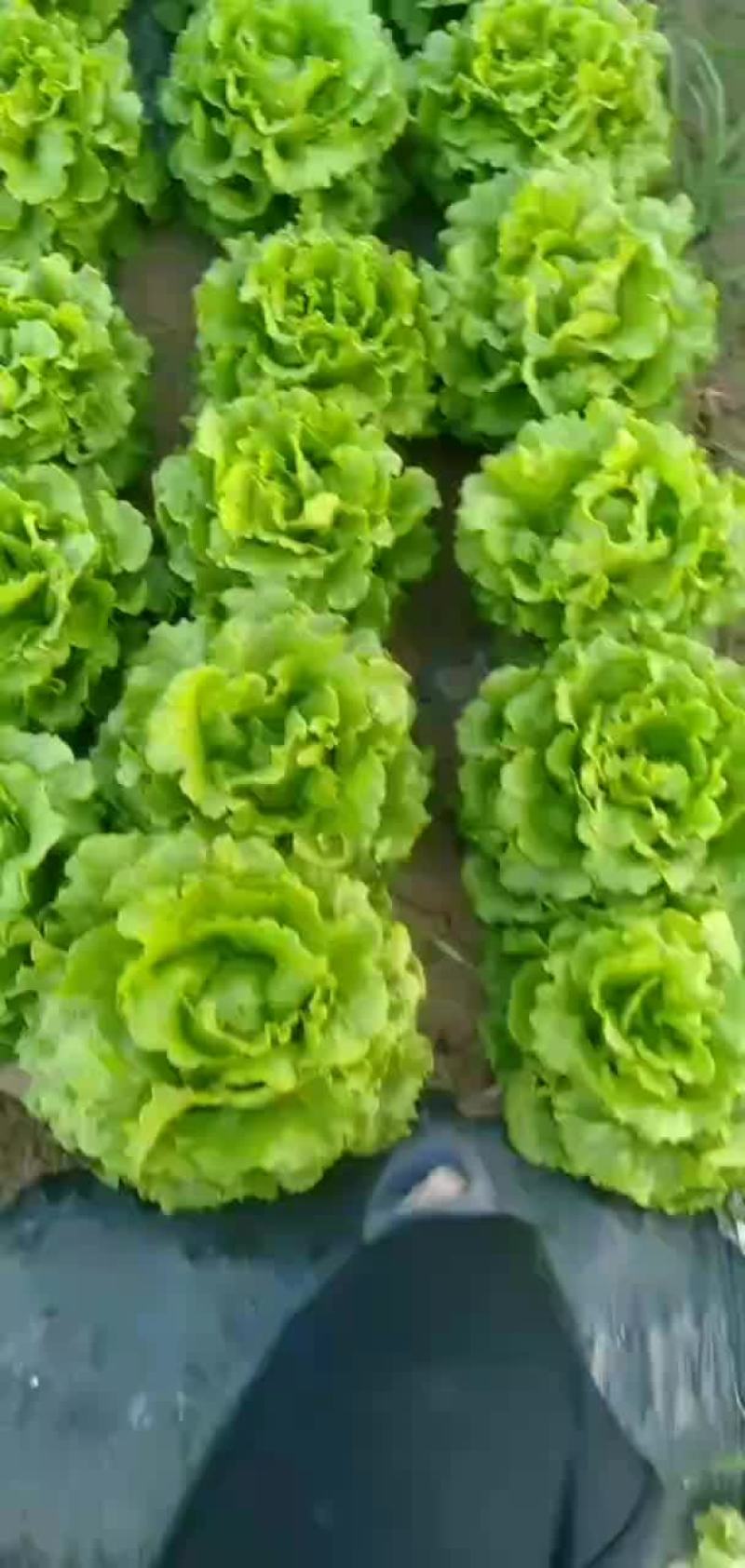 罗马生菜