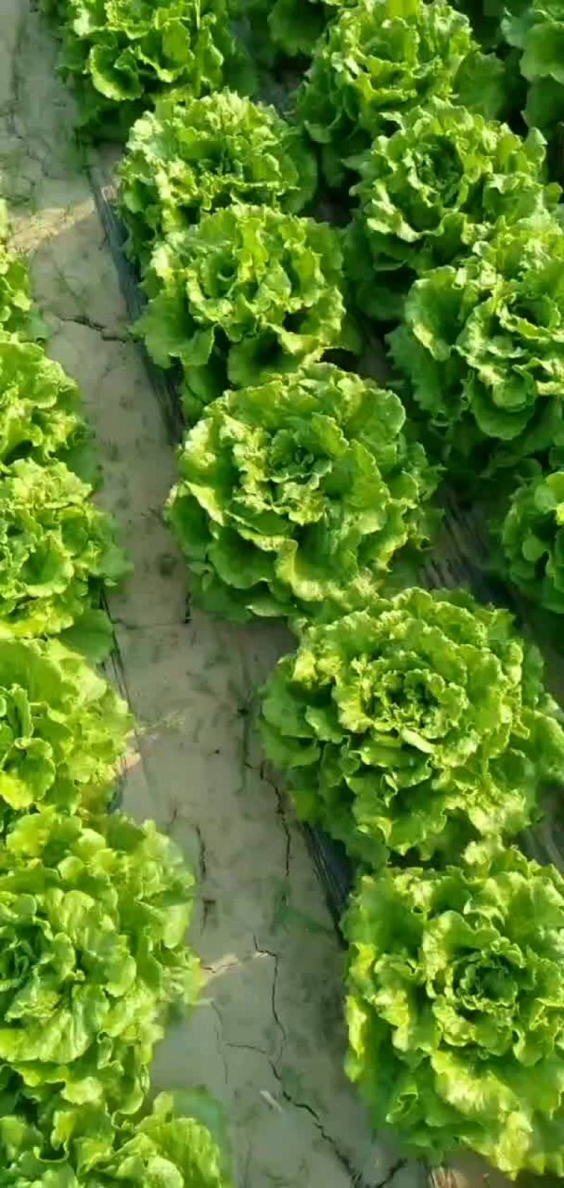 罗马生菜