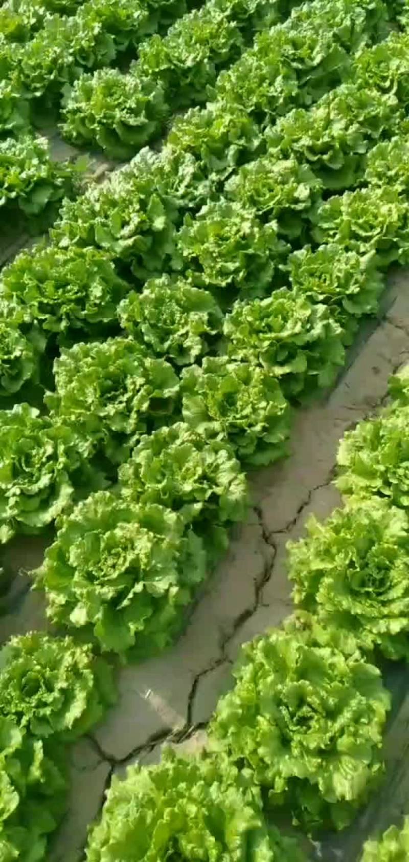 罗马生菜