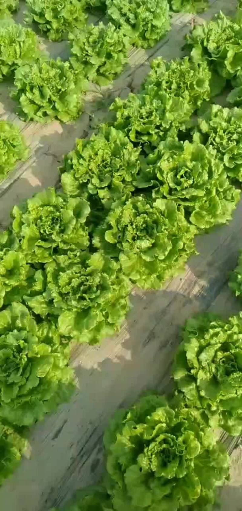 罗马生菜
