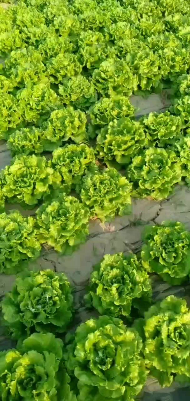 罗马生菜