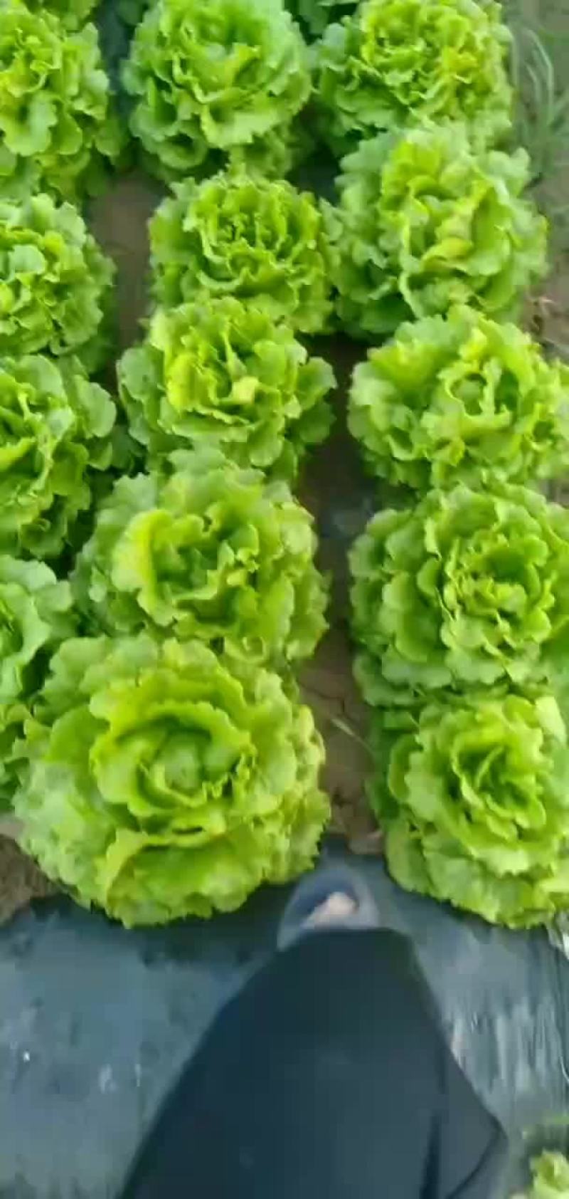 罗马生菜