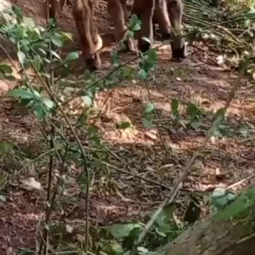 努比亚黑山羊小羊羔种公羊种母羊淘汰羊肉羊出售