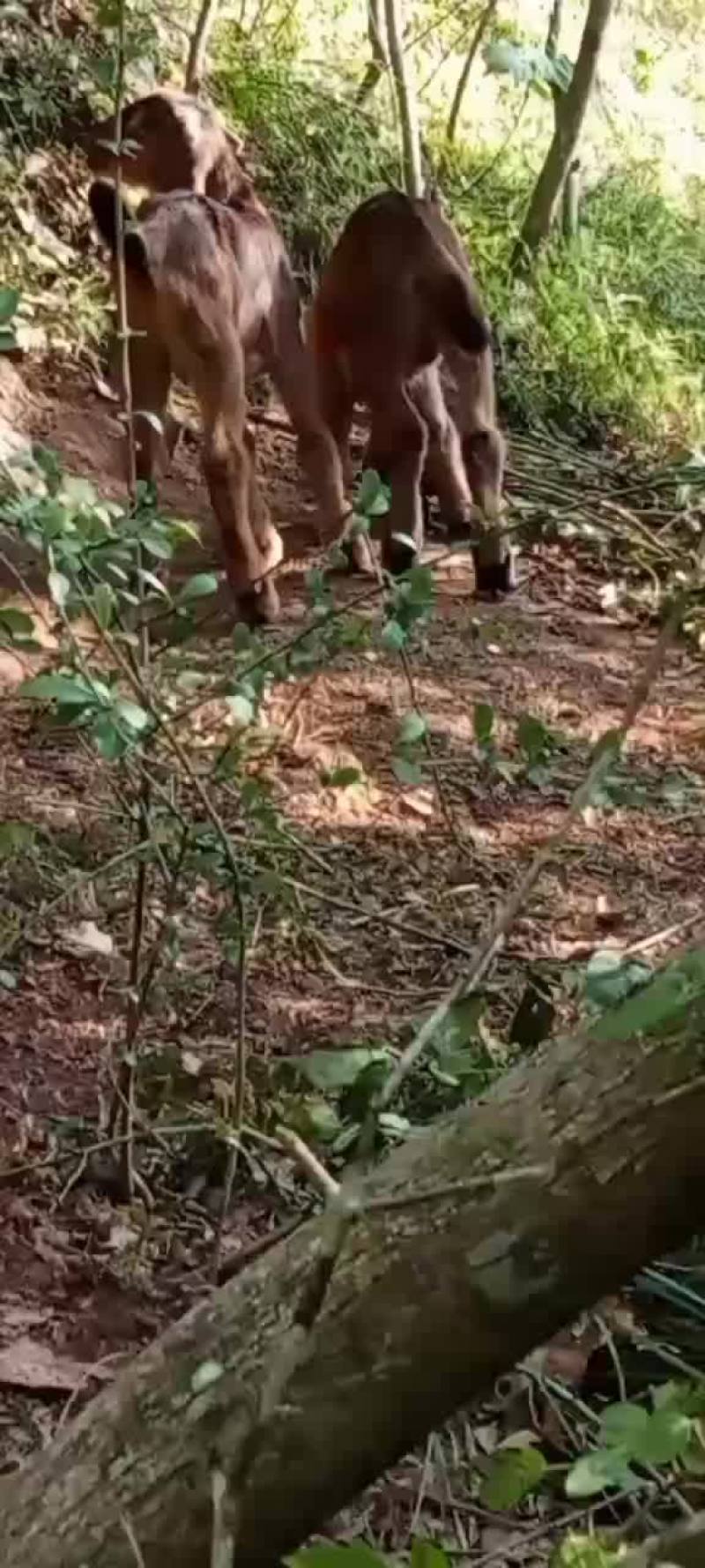 努比亚黑山羊小羊羔种公羊种母羊淘汰羊肉羊出售