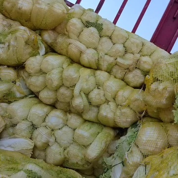 精品娃娃菜上市