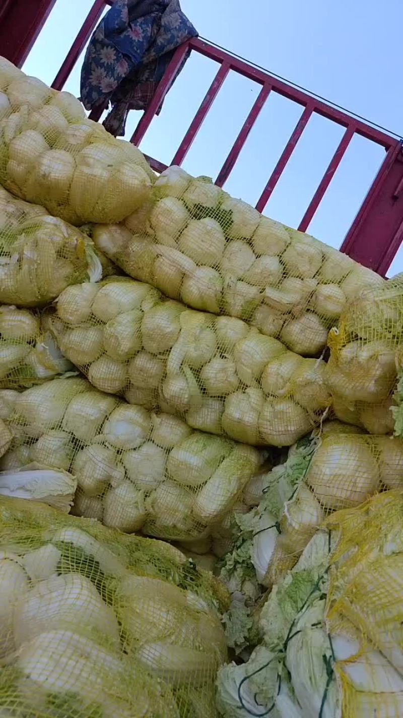 精品娃娃菜上市