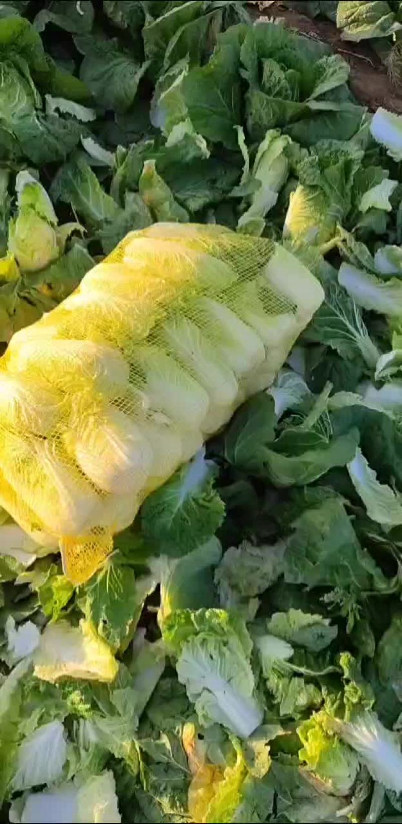 精品娃娃菜上市