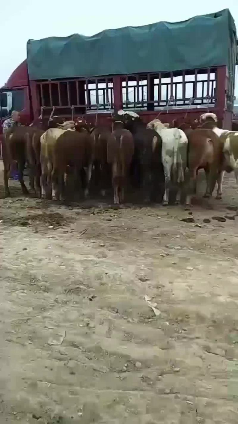 西北最大畜牧养殖交易市场