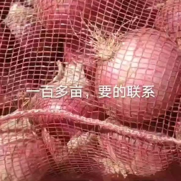 紫皮洋葱，加工厂
