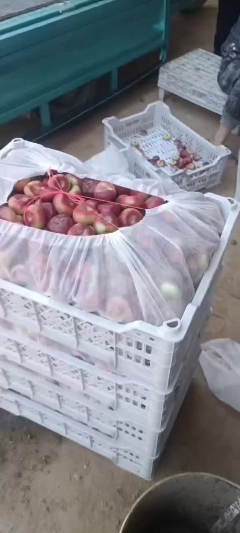 油桃