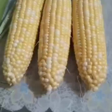 水果玉米上市需要的老板联系我