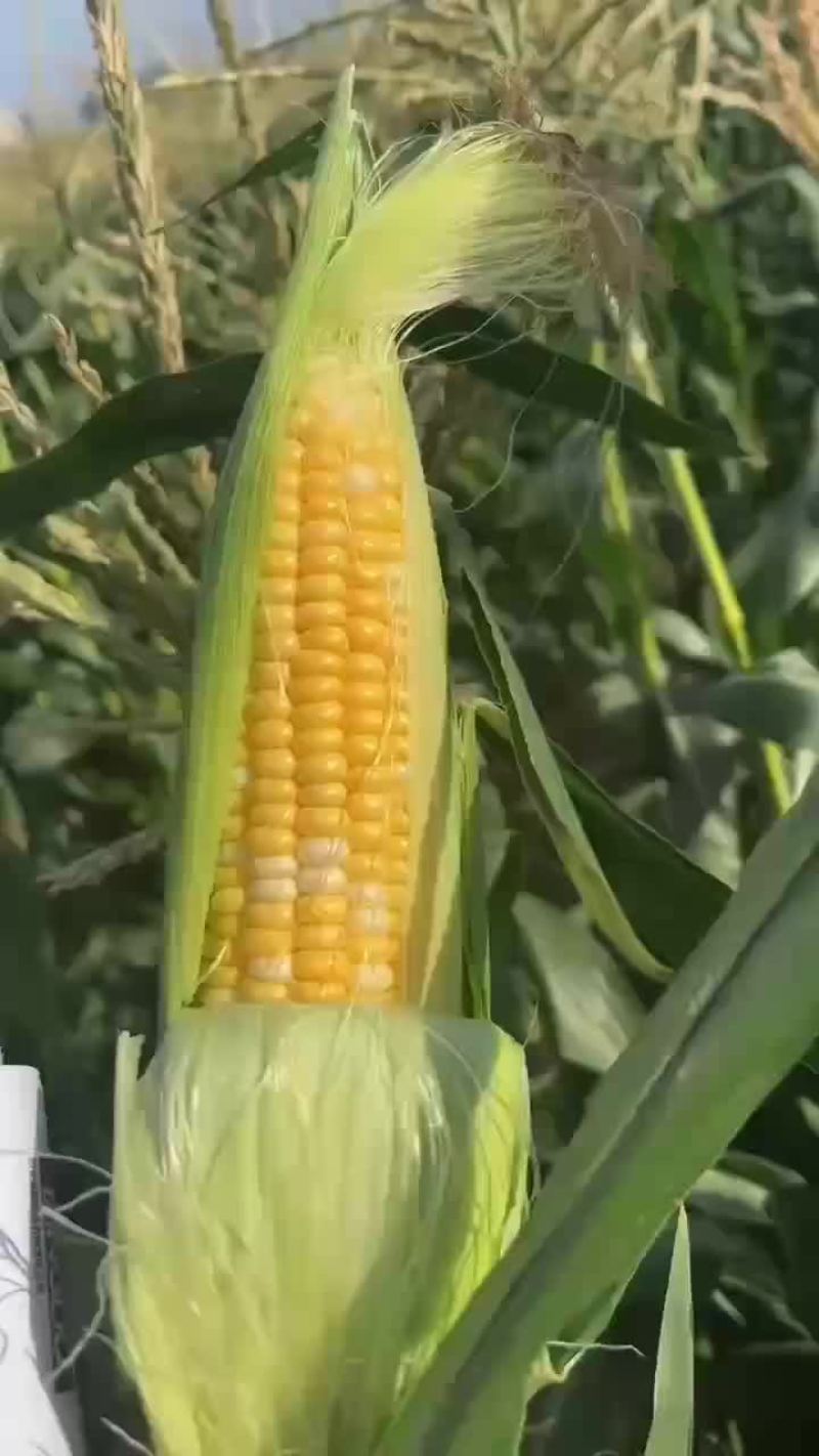 水果玉米上市需要的老板联系我
