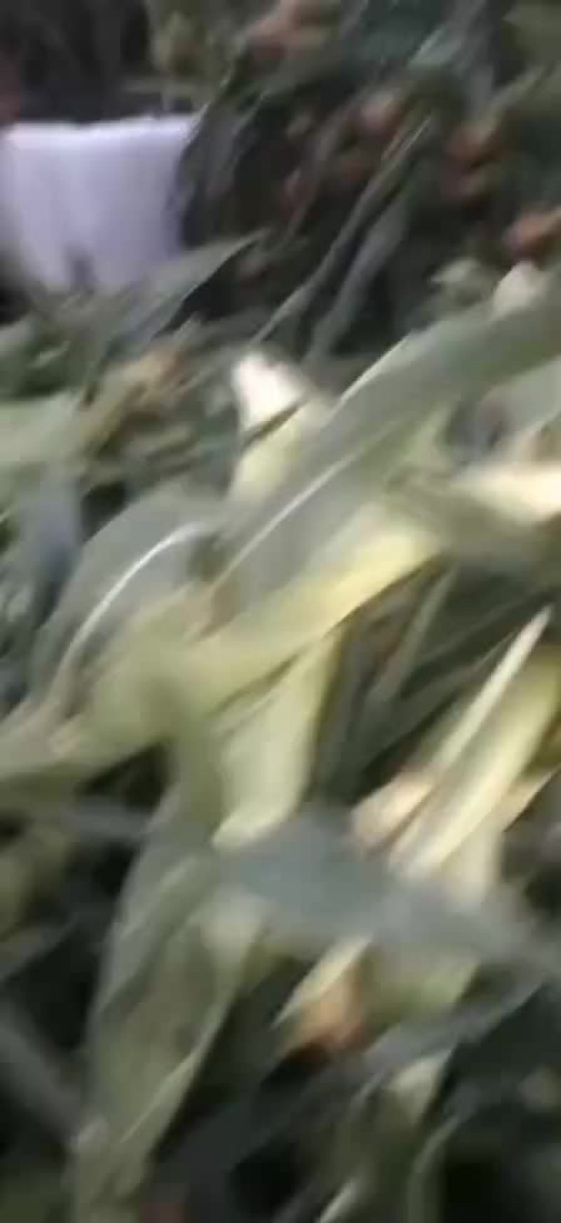 水果玉米上市需要的老板联系我