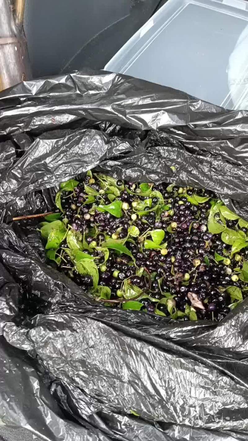 岗梅种子岗梅种苗岗梅苗