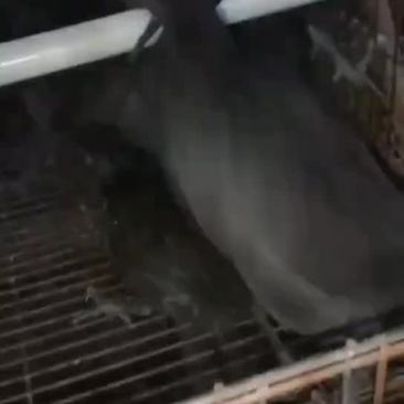 五黑一绿纯母