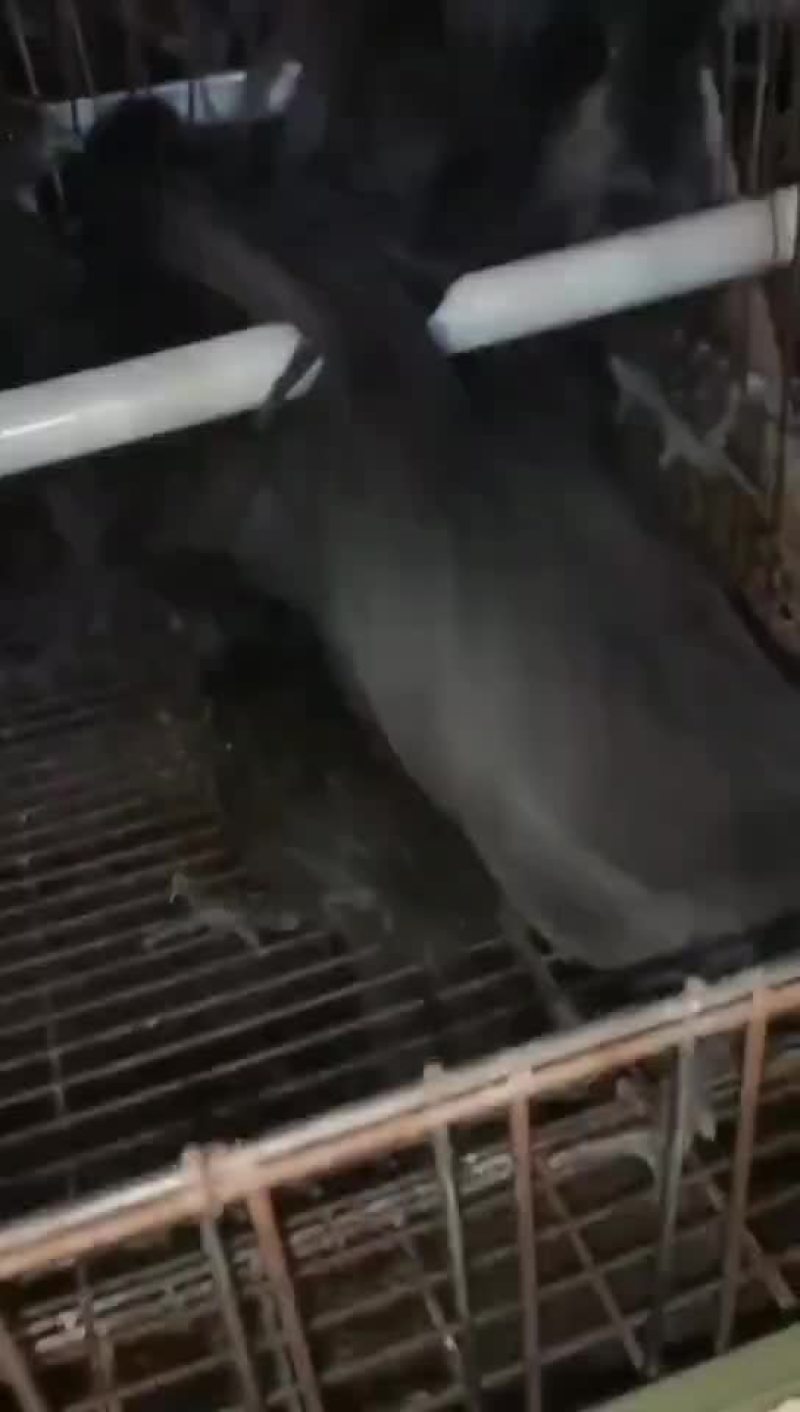 五黑一绿纯母