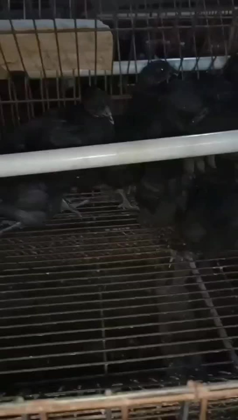 五黑一绿纯母