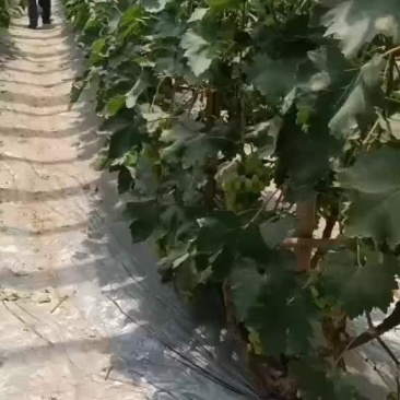 葡萄