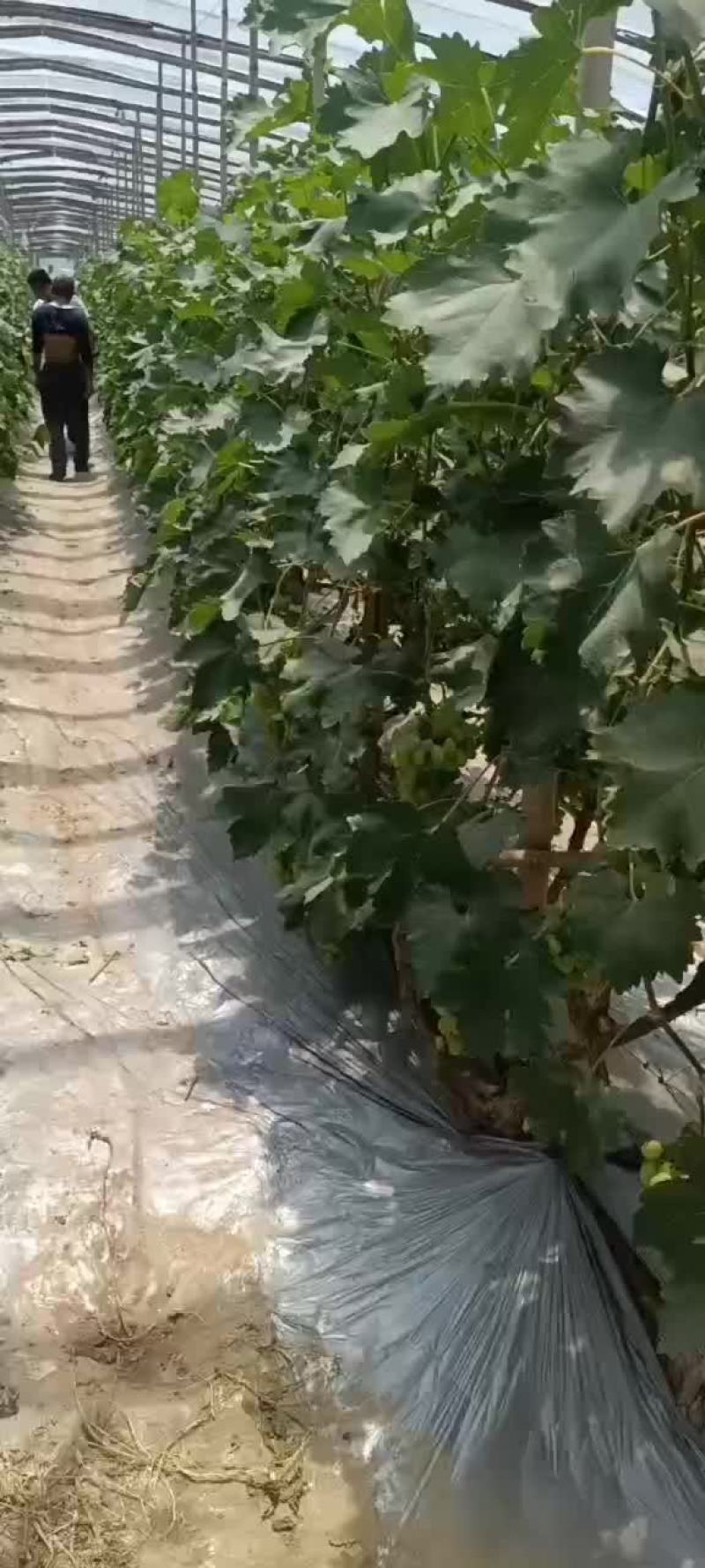 葡萄