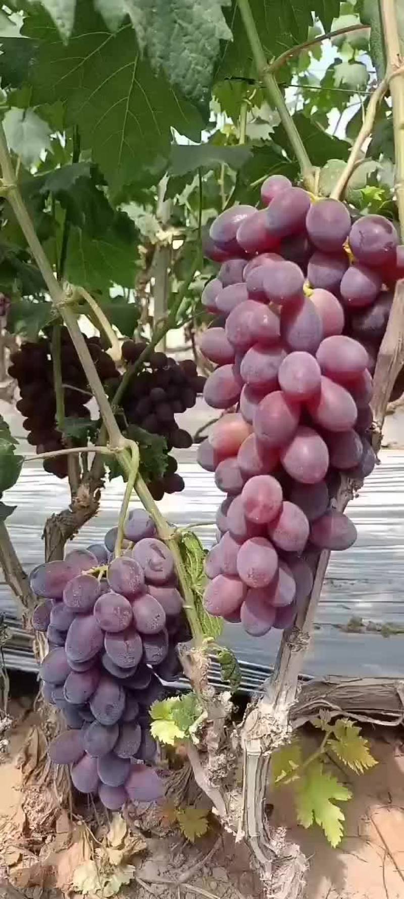 葡萄