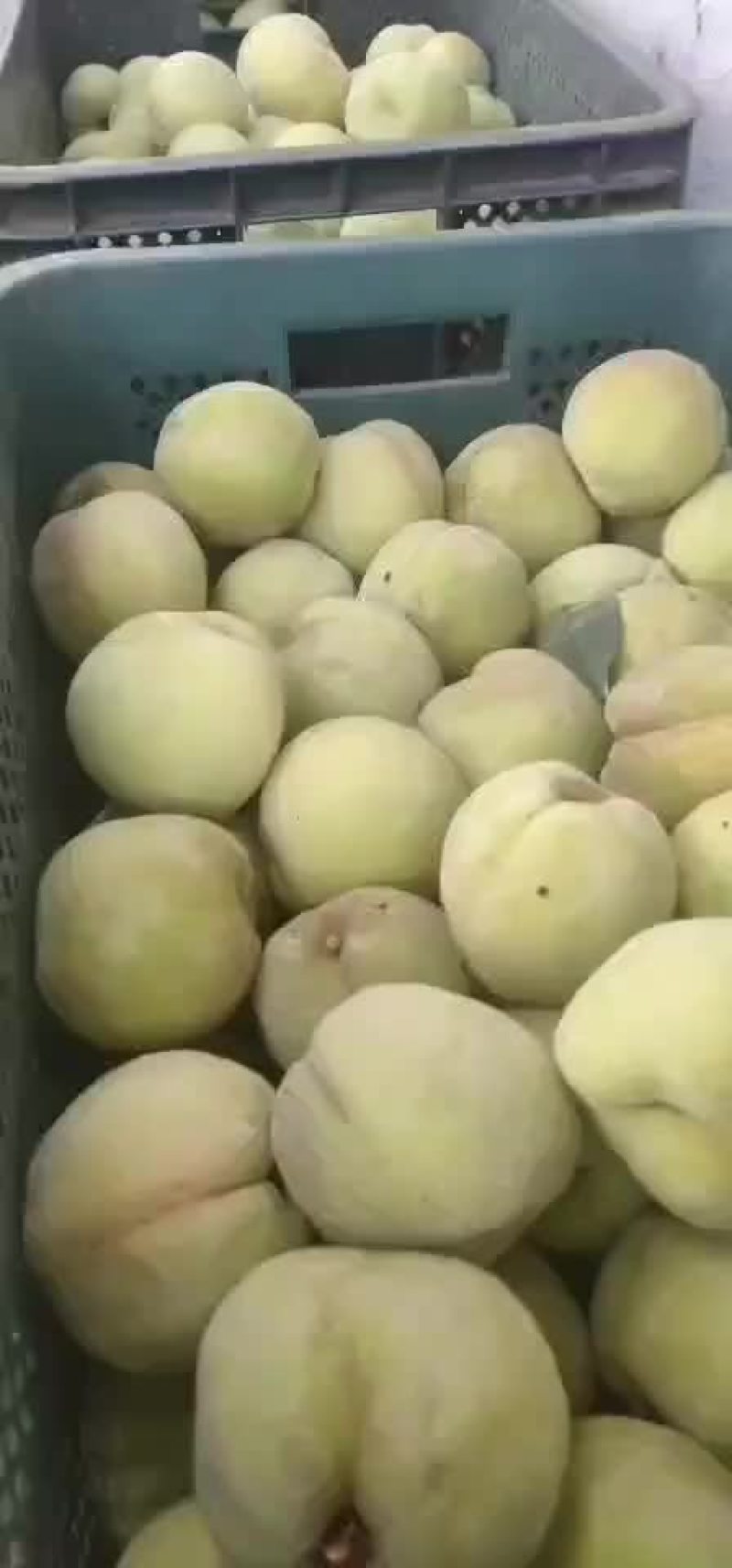 黄桃