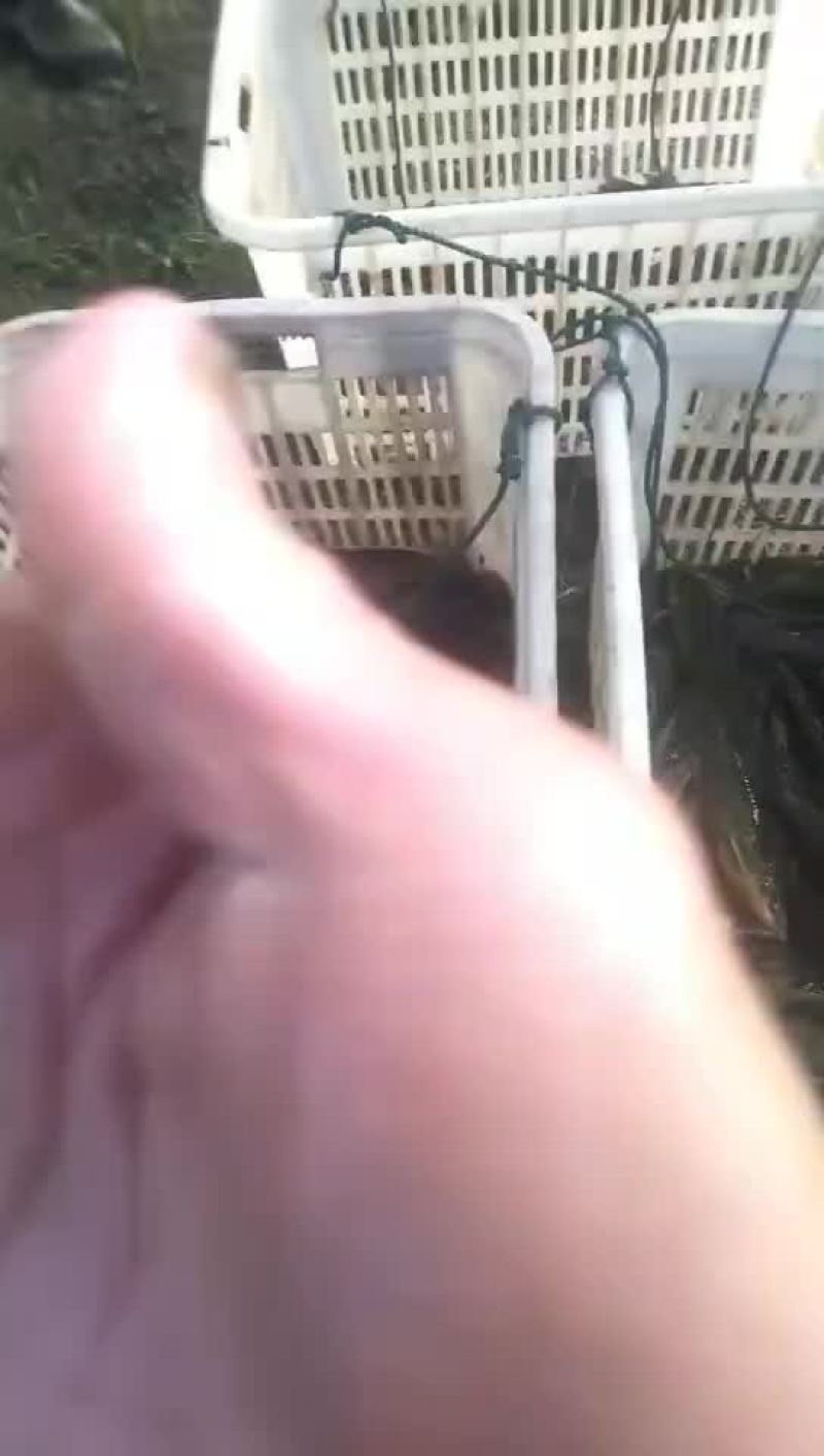 黄颡鱼苗，水花