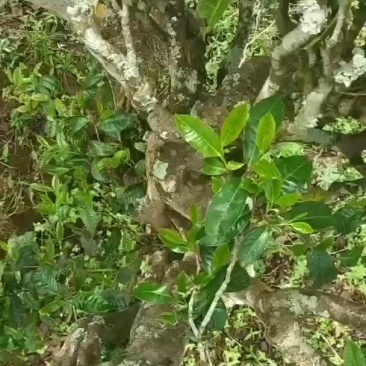 普洱墨江景星凤凰山古树生态茶