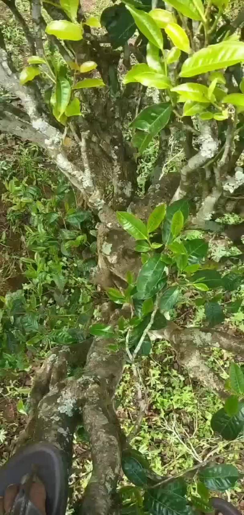 普洱墨江景星凤凰山古树生态茶