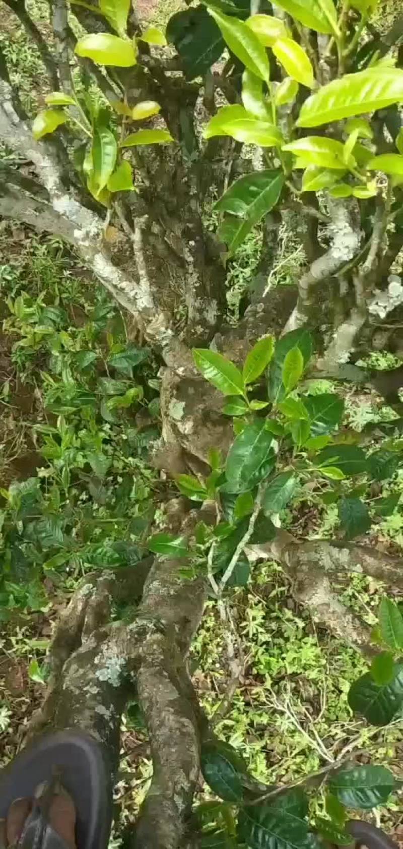 普洱墨江景星凤凰山古树生态茶