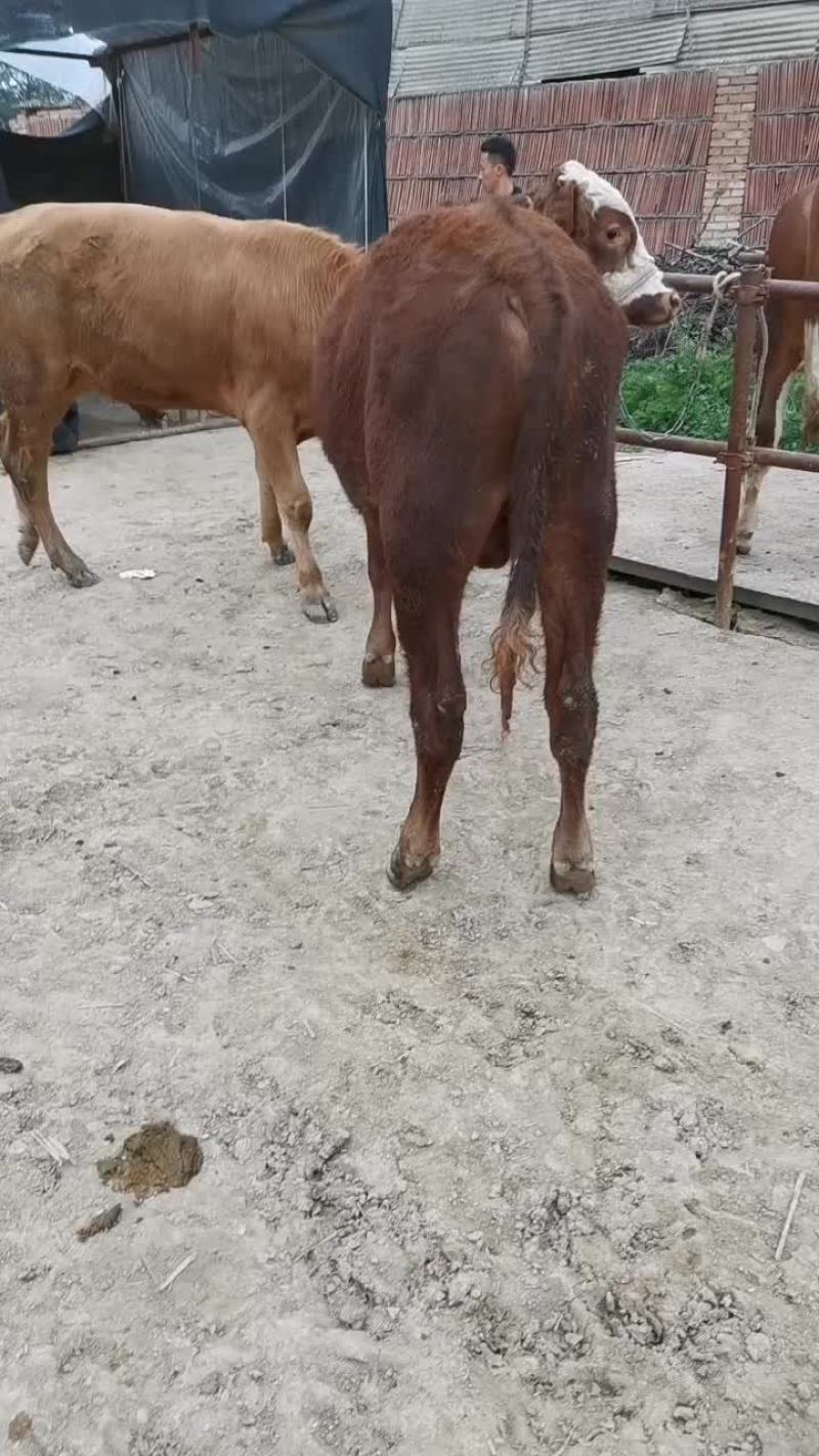牛犊100~200kg，黄牛西门塔尔秦川牛放心选购