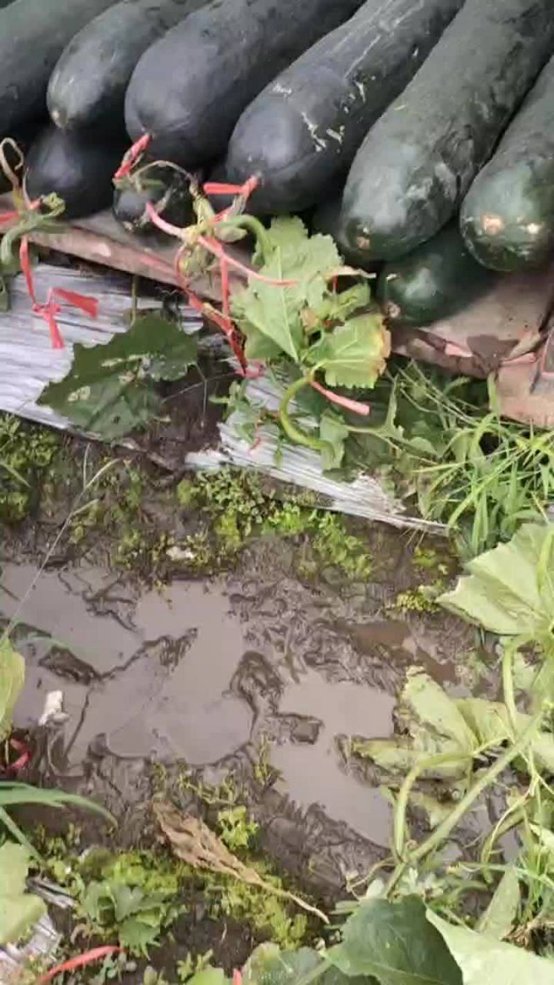 广西吊冬瓜