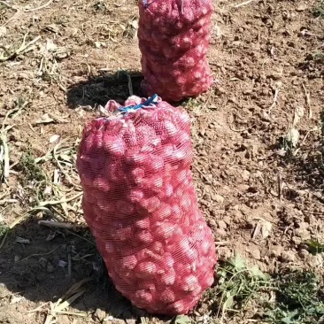 精品大蒜