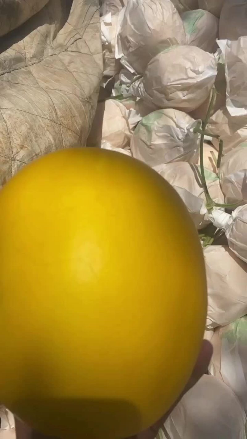 坤鹏果蔬供应链，甜瓜，久红瑞，网文，西州蜜25，美华，各