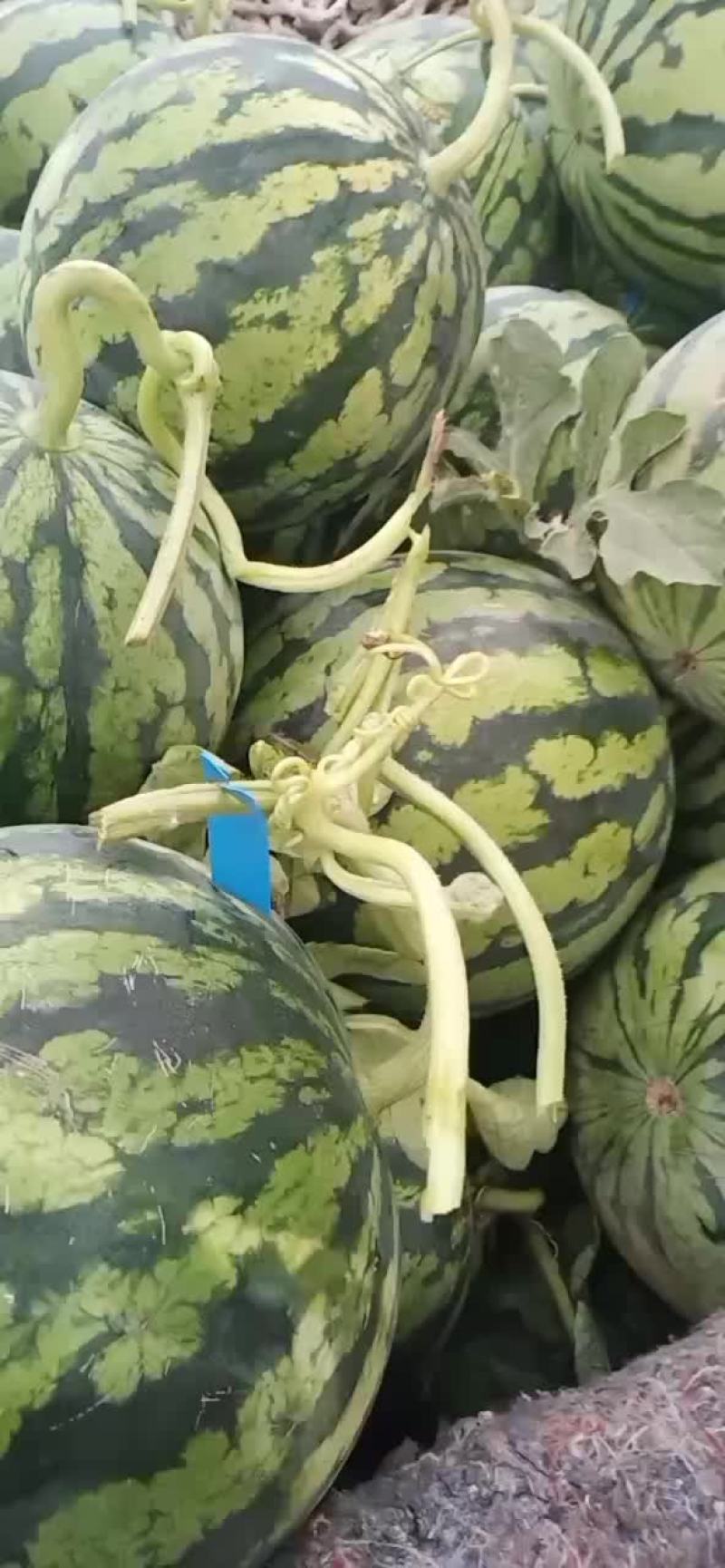 西瓜8424美都