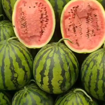 甜王西瓜大量上市了，精品西瓜，