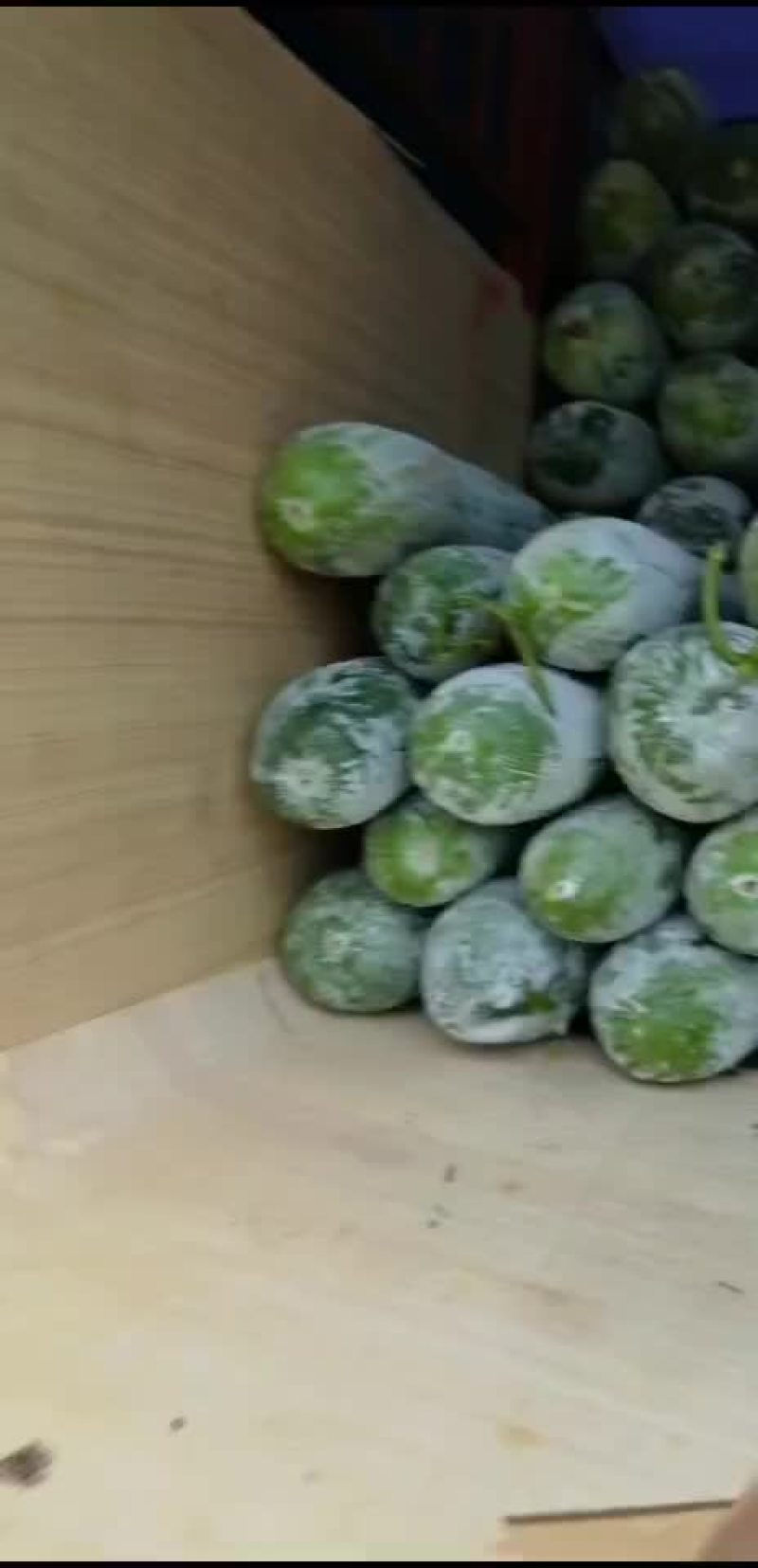 冬瓜