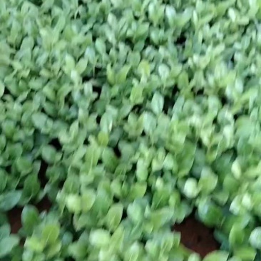 海桐小苗