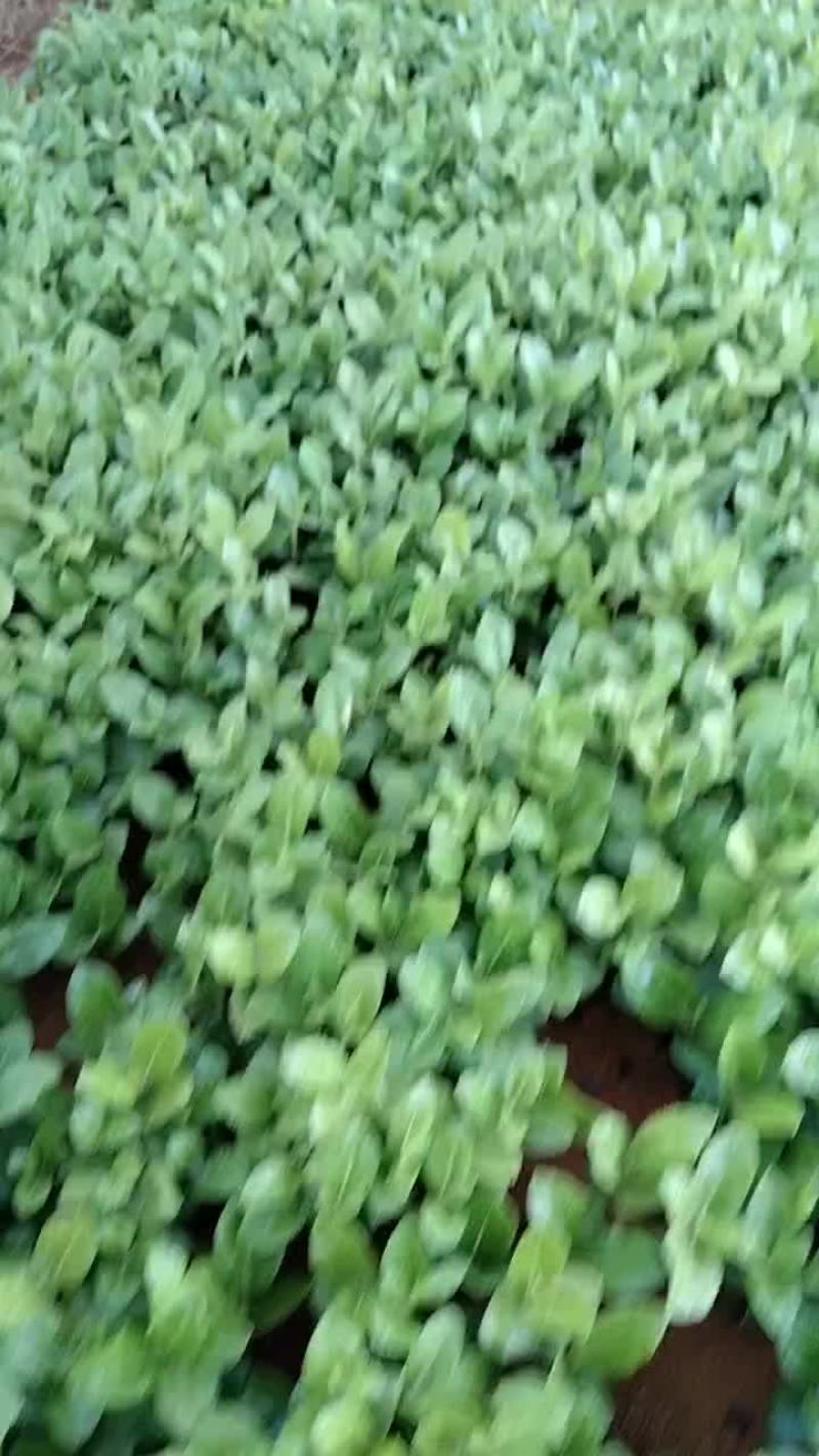 海桐小苗