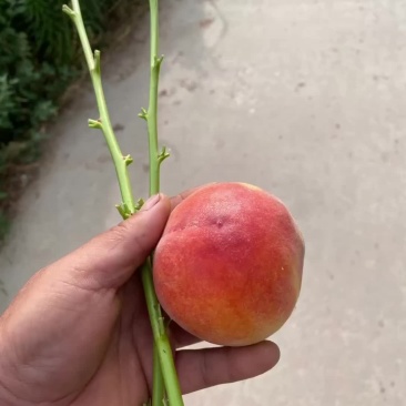 桃树苗特早熟品5月底成熟