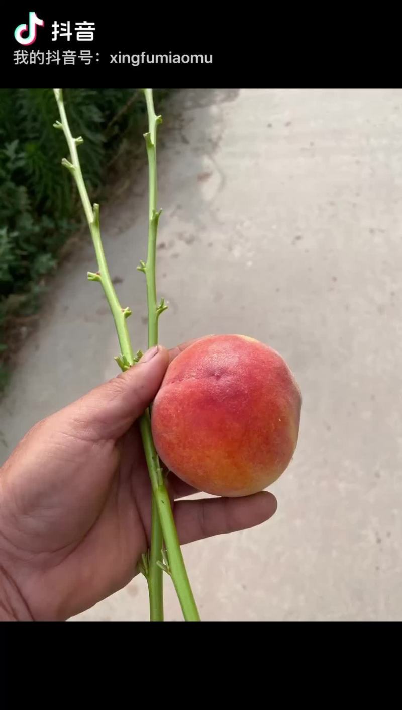 桃树苗特早熟品5月底成熟