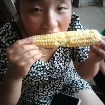 水果玉米上市需要的话联系我