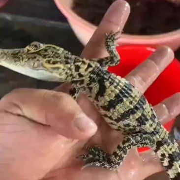 鳄鱼小苗