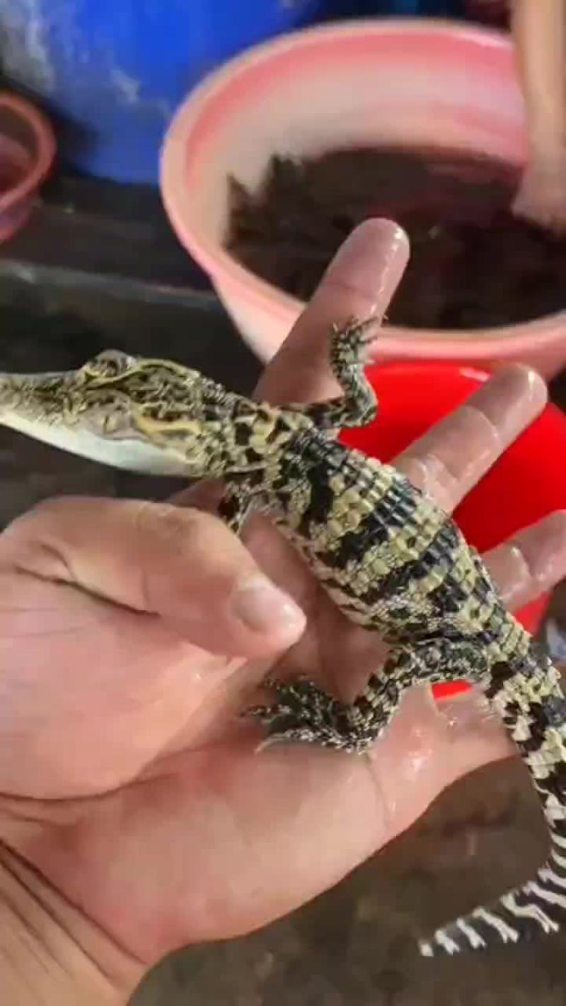 鳄鱼小苗