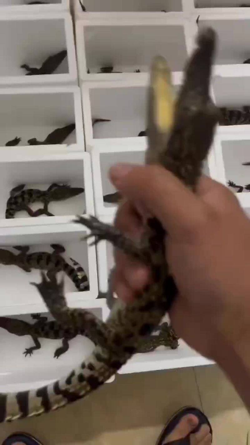 鳄鱼小苗
