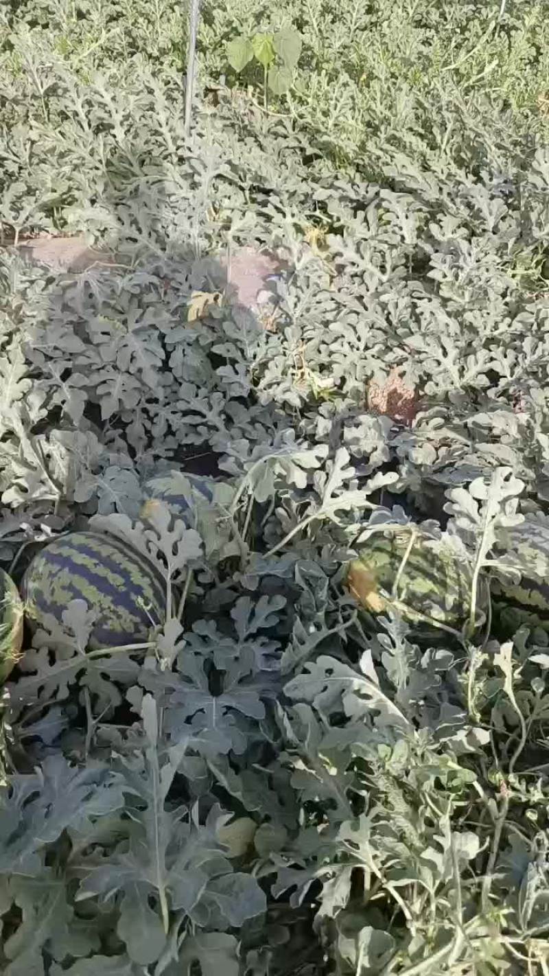锦王西瓜