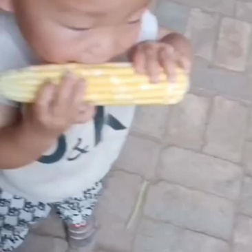 水果玉米上市需要的老板前来选购