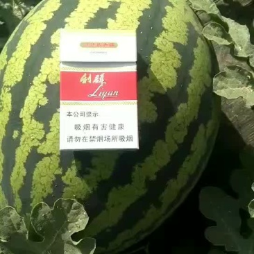 陕西甜王